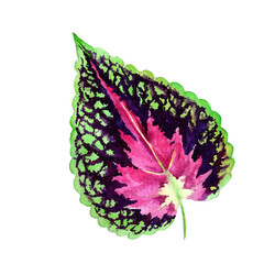 Watercolor leaf isolated on white background.