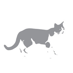 Cat gray color vector illustration on white background