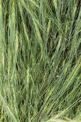 Drops of dew on the wild grass.