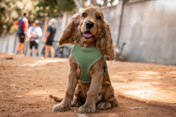 Cute cocker spaniel puppy wearing a green harness sitting on a sunny park path