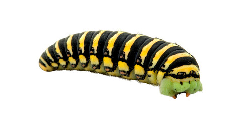 Fototapeta premium Caterpillar with black and yellow stripes, showcasing vibrant colors
