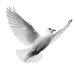 Fototapeta premium white bird with outstretched wings soaring gracefully against transparency background, symbolizing peace and freedom. Its elegant form captures essence of flight and tranquility