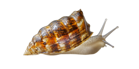 close up of brown and yellow snail shell with smooth body