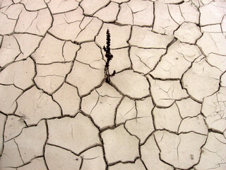 Obraz premium Plants growing in dry cracked earth