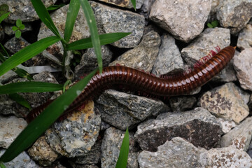 Millipedes isolated on stones and wild plants. Detail of Millipedes crawling on rough rocks. Tiny animals in macro photography. Wallpapers Backgrounds. Negative space Concepts