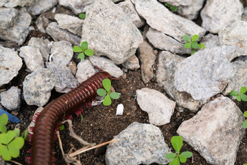 Millipedes isolated on stones and wild plants. Detail of Millipedes crawling on rough rocks. Tiny...
