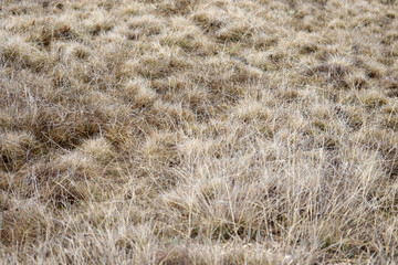 yellowed and withered dry grass