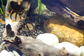 Sumatran fish or better known as Tiger Barb Fish is hiding under the gap of wood. Exotic Fish View in Aquarium tank. Aquascape View. Hobbies and Leisures. Aquatic Fish Tank
