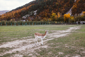 A fawn runs on a green meadow in a petting zoo, a walk with deer. Tourism, recreation, family values