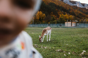 A fawn runs on a green meadow in a petting zoo, a walk with deer. Tourism, recreation, family values