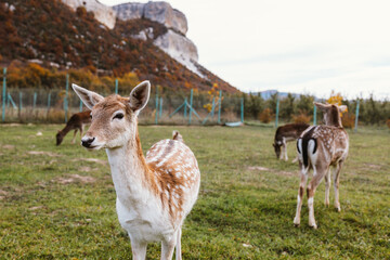 A group of young deer grazing in a natural setting surrounded by vibrant greenery. Wildlife,...