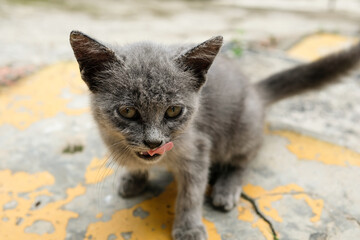 Obraz premium A skinny gray kitten squats on the steps. Malnourished cat begs for food. Domestic Pet Cat. Animal Health Care. Animal Closeup. Cat roaming in the yard