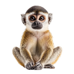 Fototapeta premium Cute monkey sitting with big eyes and soft fur