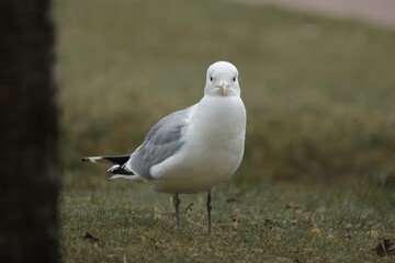 gull staring straight at camera