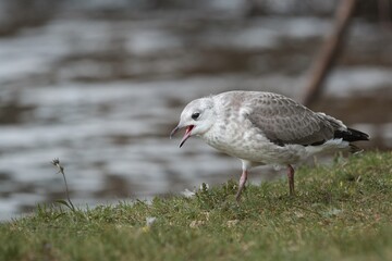 young gull begging for food