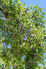 Fototapeta premium Plum fruit grows on a tree. Green leaves.