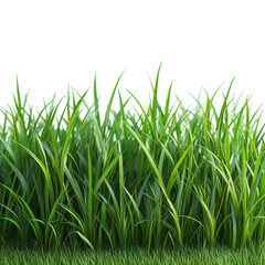 Minimal white background featuring stylized grass for an artistic indoor collection