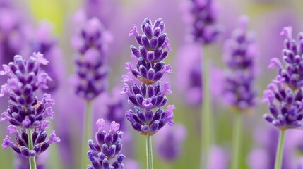 Obraz premium Close up view of blooming purple lavender flowers