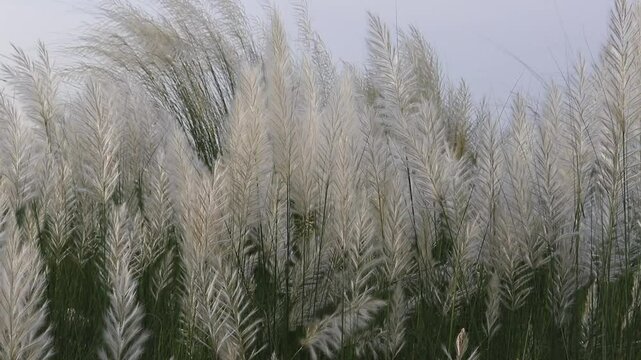 Saccharum Spontaneum or Kash Phool Plant with Selective Focus, Also Known as Kans Grass, Wild Sugarcane in Horizontal Orientation