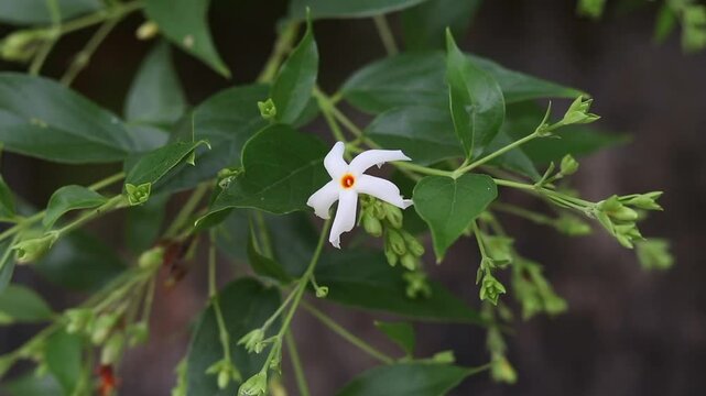 Gozal erotik filmlar Dallas