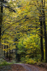 Obraz premium Wanderweg durch den goldenen Herbstwald 4