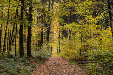 Wanderweg durch den goldenen Herbstwald 1
