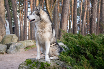 A beautiful husky sits on a rock amidst thick pine trees, enjoying the serene natural environment in the late afternoon light