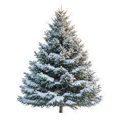 Fototapeta premium Snowy Evergreen Tree Winter Nature Christmas Tree Holiday Season