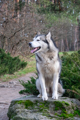 A beautiful husky sits on a moss-covered rock surrounded by lush greenery and trees on a sunny day in a peaceful forest