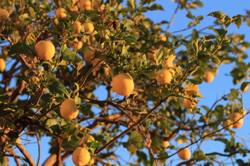 lemon tree in the garden	
