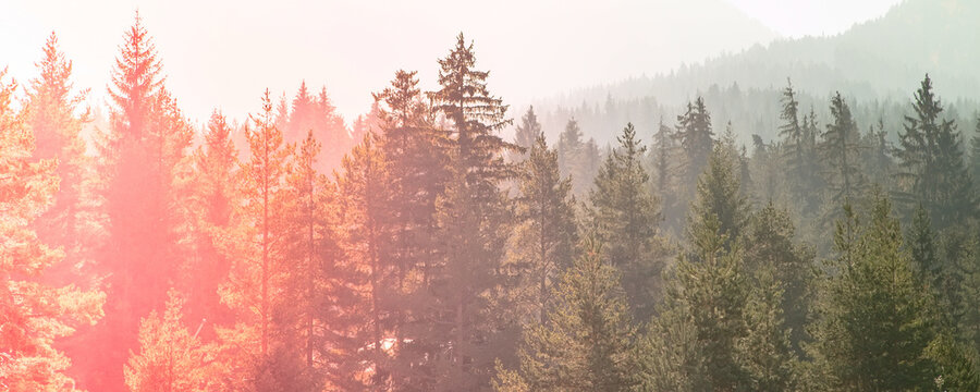 mysterious misty pine tree red green sunset forest