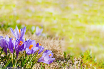Close up blooming crocuses spring flowers