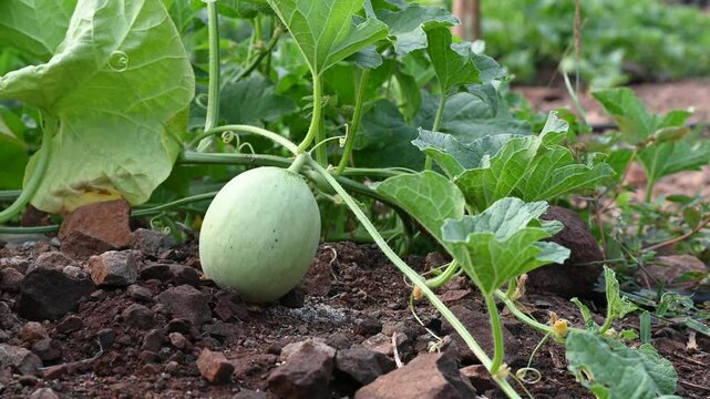 Green melon cantaloupe growing in organic melon green house farm beautiful green leaves. green melon in farm background.