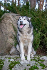 A beautiful gray and white husky rests comfortably beside a large rock, surrounded by lush greenery, enjoying a serene moment in nature