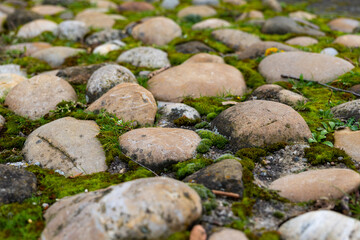 Pebbles covered in moss create a natural pathway in a serene garden setting near a peaceful creek