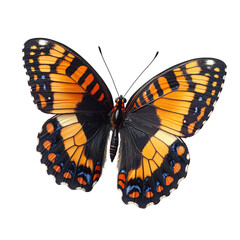 Fototapeta premium Stunning Orange Black Butterfly Wings Insect Macro Photography