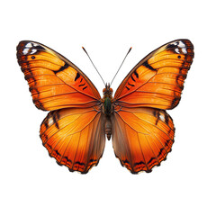 Fototapeta premium Delicate butterfly display minimal white background artistic stylization nature photography aesthetic environment simple concept for modern design