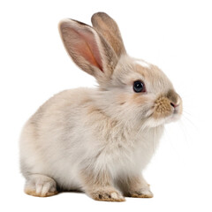 Fototapeta premium adorable baby rabbit isolated on transparent background