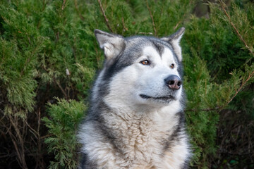 A calm malamute enjoys a tranquil moment surrounded by greenery, showcasing its thick fur and relaxed demeanor on a sunny day