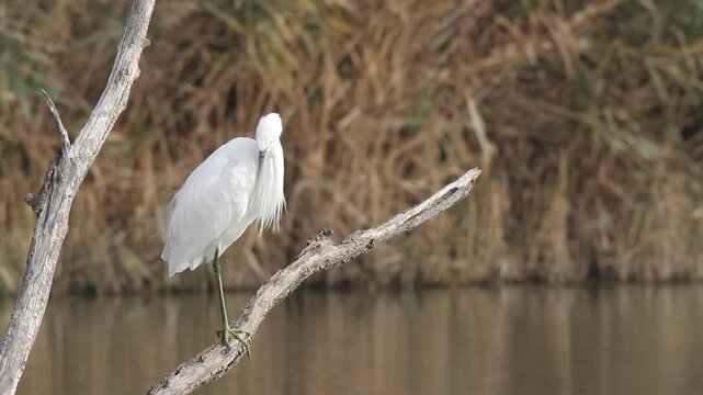 heron marsh bird fishing fish or amphibians in marshes lakes and rivers in europe