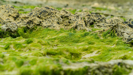 moss grows abundantly on sea rocks