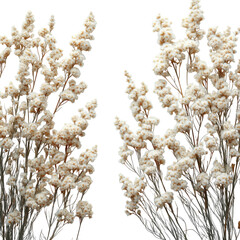 Dried Flowers Cream Bouquet White Background Floral Arrangement Botanical Design Wedding Decor