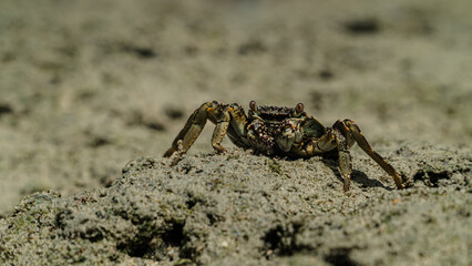 The sea crab is on the rock
