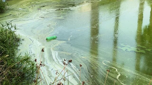 Polluted pond with algae bloom and plastic bottle in water