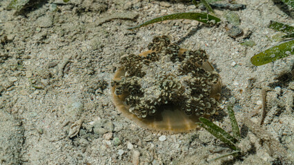 copy space photo sea jellyfish on sand in water