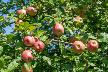 Red apples on the tree branch. Fruit harvest garden
