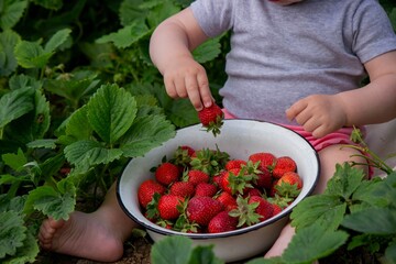 little girl eating strawberries in the garden.