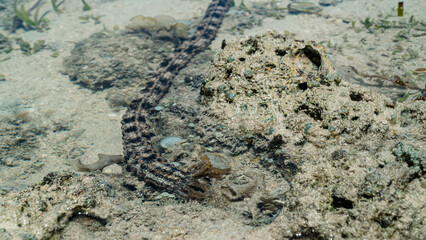 sea ​​snake looking for food