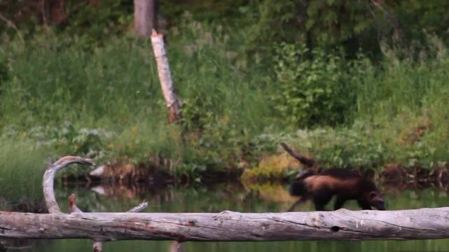 wolverine mammal of northern Europe Finland