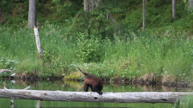 wolverine mammal of northern Europe Finland